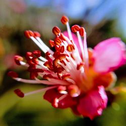 Close-up of pink flower