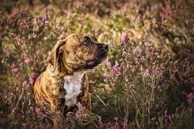 Close-up of dog on grassy field