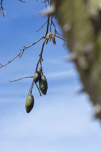 Low angle view of berries growing on tree against sky