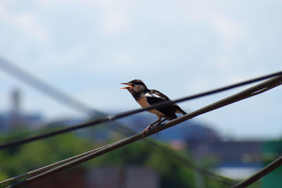 Close-up of bird perching on railing against sky