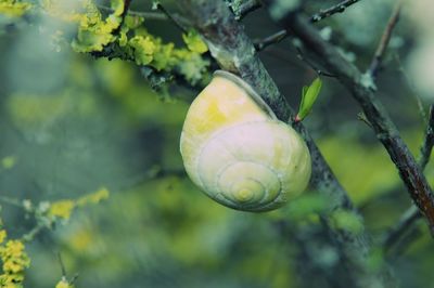 Close-up of shell on tree