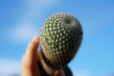 Close-up of hand holding cactus plant against blue sky