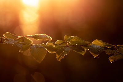 Close-up of dry leaves on plant during autumn