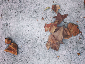 High angle view of maple leaves on street