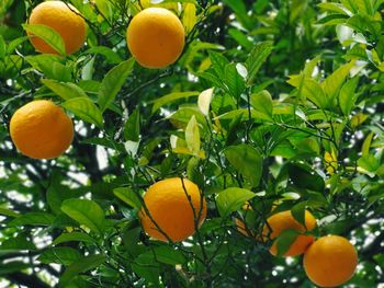 Fruits growing on tree