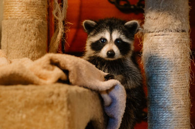 Close-up portrait of a cat
