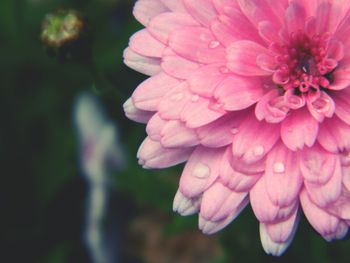 Close-up of pink flowers