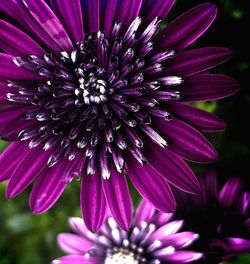Close-up of purple flower