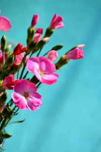 Close-up of pink flowering plant