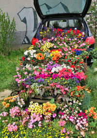 Flowers in park