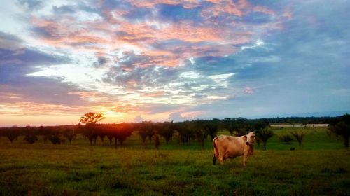 Cows grazing on field against sky