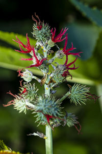 Close-up of red flowering plant