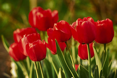 Close-up of red poppy blooming on field
