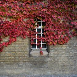 Ivy plant covering wall during autumn