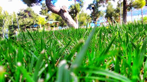 Close-up of grass growing on land