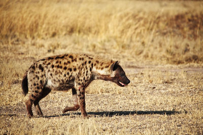 Side view of a cat walking on field