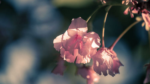 Close-up of pink flowering plant