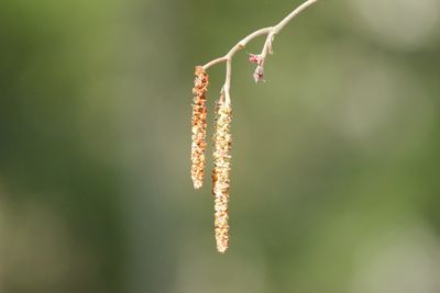 Close-up of plant