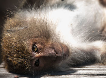 Monkey lying on wooden bench at zoo