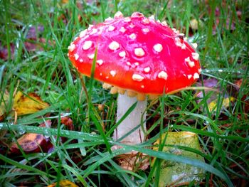 Close-up of mushroom growing on grassy field