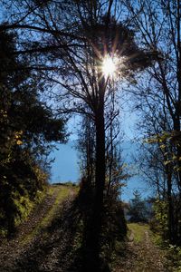 Trees against sky during sunset