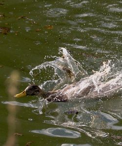 Water splashing on swimming in river