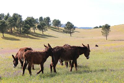 Horses on field against clear sky