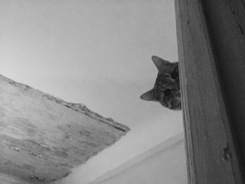 Close-up of cat against sky