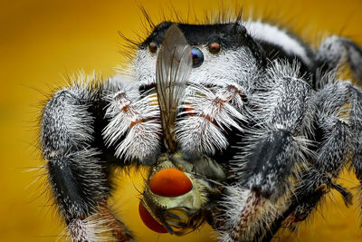 Close-up of spider