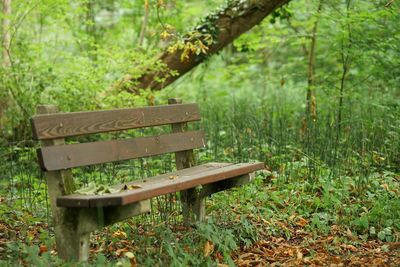 Wooden bench in grass