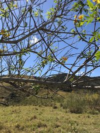 Low angle view of bare trees on field against clear sky