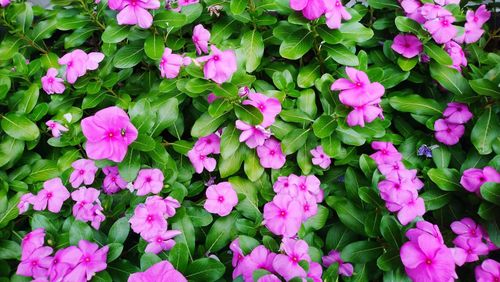 Full frame shot of pink flowering plants