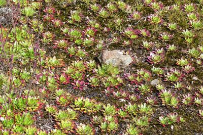 High angle view of flowering plants on field