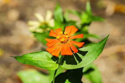 Close-up of orange flowering plant