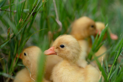 Close-up of a bird