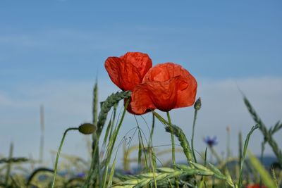 Close-up of red poppy on field against sky