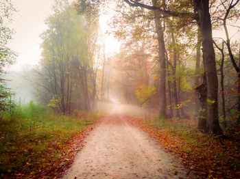 Dirt road amidst trees in forest during autumn