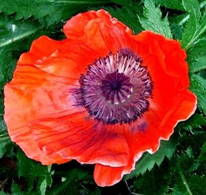 Close-up of red flower
