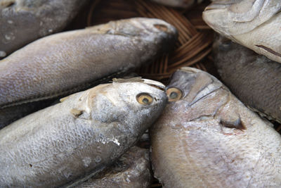 Close-up of fish for sale in market