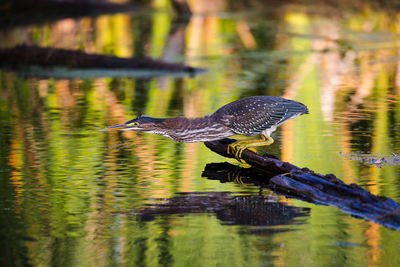 Juvenile green heron with neck stretched perched in the leon-provancher marsh during a sunny morning