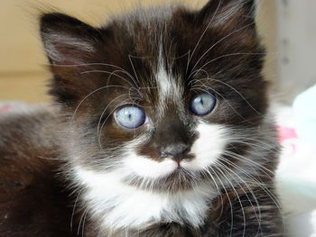 Close-up portrait of cat