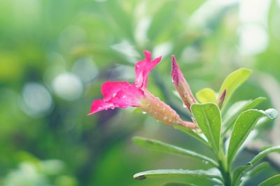 Close-up of pink flower