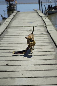 View of a dog on boardwalk