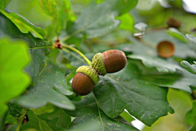 Close-up of fruits growing on plant