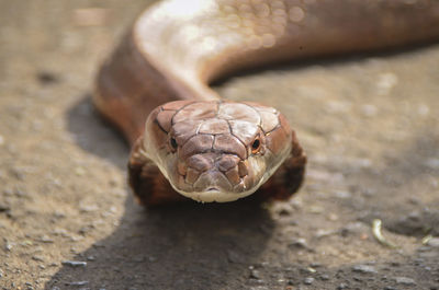 Close-up of lizard on land