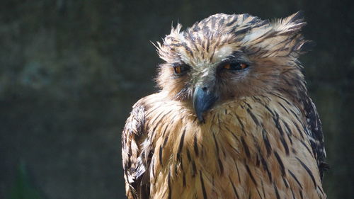 Close-up of a bird looking away