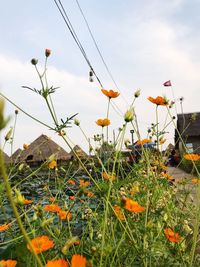 Close-up of yellow flowering plants on field against sky