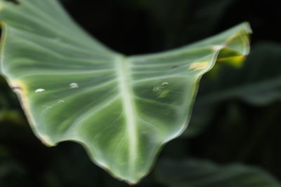 Close-up of green leaf