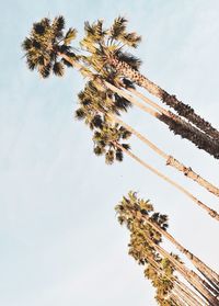 Low angle view of coconut palm tree against sky