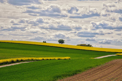 Scenic view of agricultural field against sky